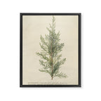 Botanical Juniper Framed Canvas Print Gallery Image 6