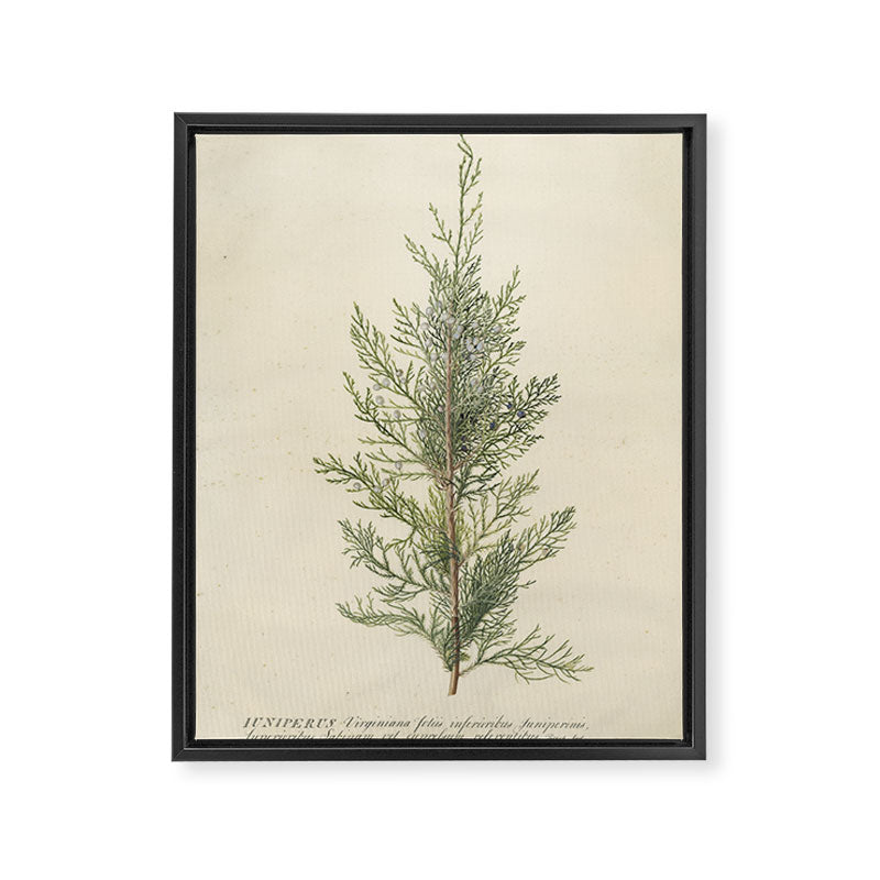 Botanical Juniper Framed Canvas Print Gallery Image 6