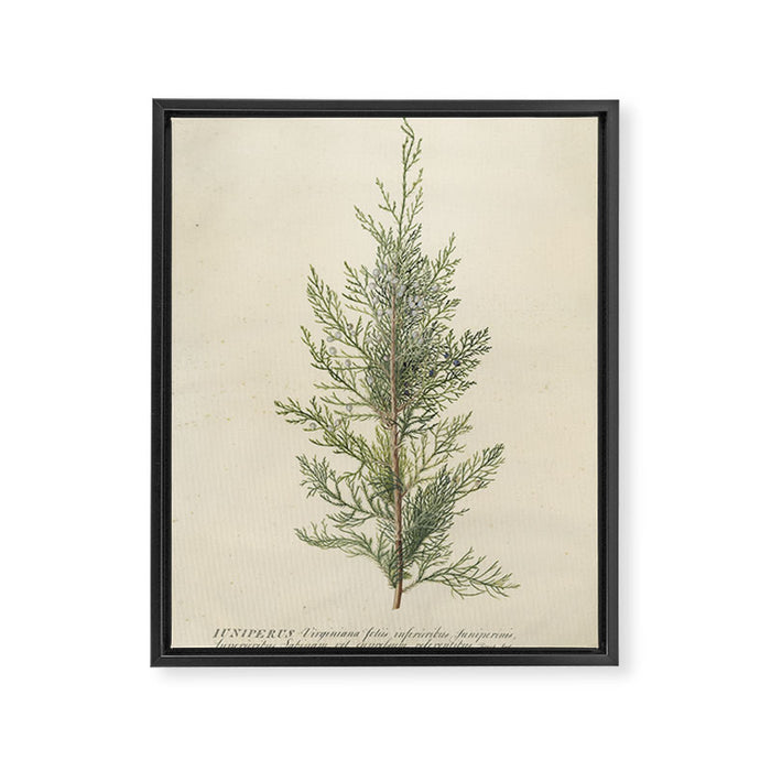 Botanical Juniper Framed Canvas Print Gallery Image 1