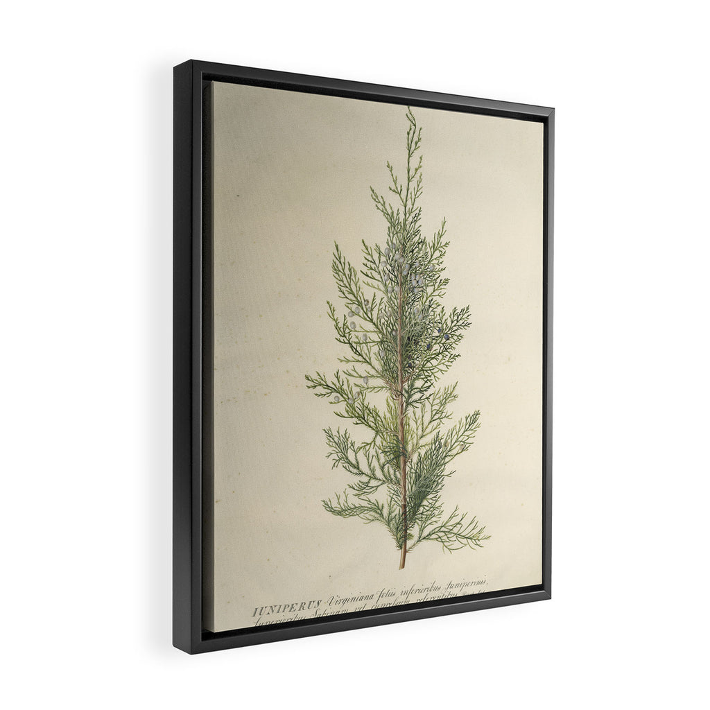 Botanical Juniper Framed Canvas Print Gallery Image 2
