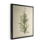 Botanical Juniper Framed Canvas Print Gallery Image 2