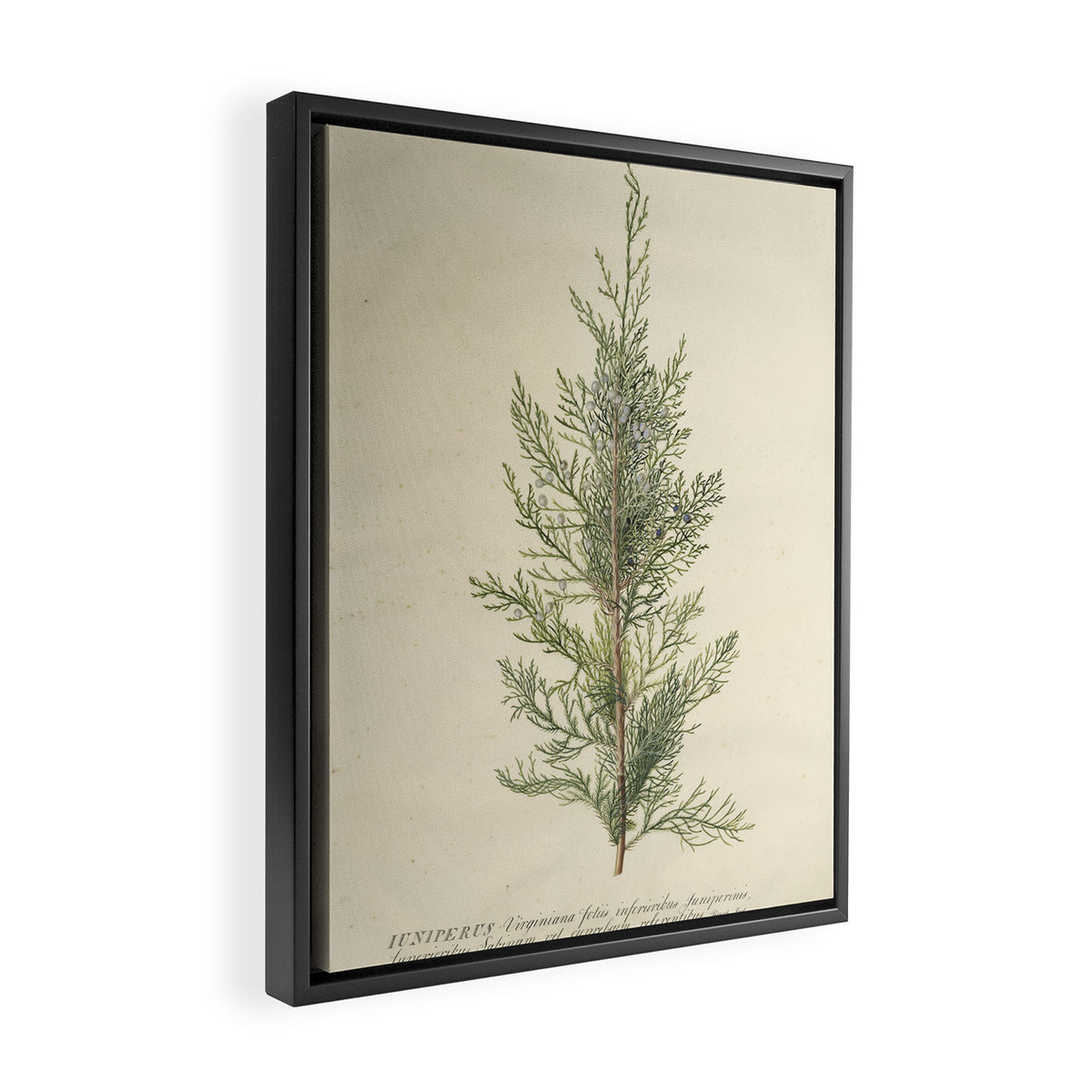 Botanical Juniper Framed Canvas Print Gallery Image 2