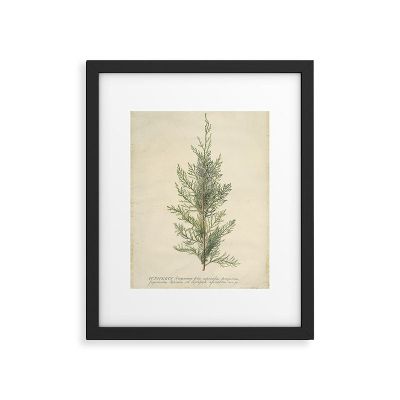 Botanical Juniper Framed Art Print Gallery Image 5