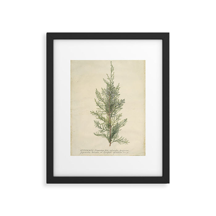 Botanical Juniper Framed Art Print Gallery Image 1
