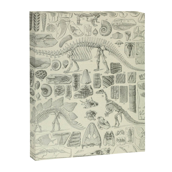 Fossil Chart Canvas Print Gallery Image 1