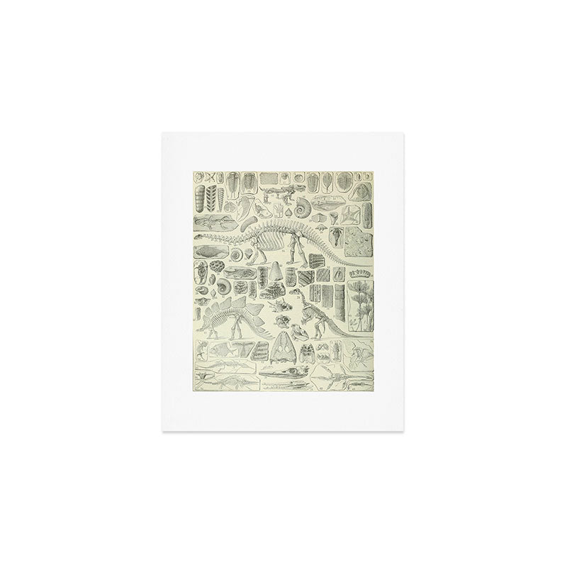 Fossil Chart Art Print Gallery Image 1