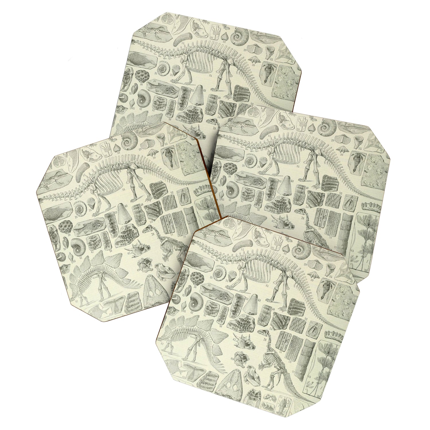 Fossil Chart Coaster Gallery Image 1