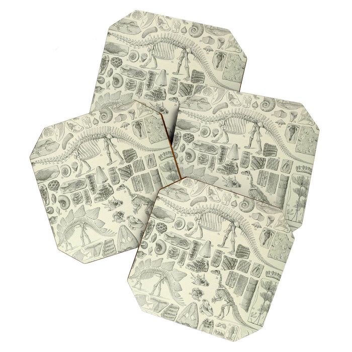 Fossil Chart Coaster Gallery Image 1