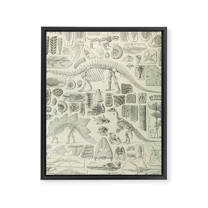 Fossil Chart Framed Canvas Print Gallery Image 6