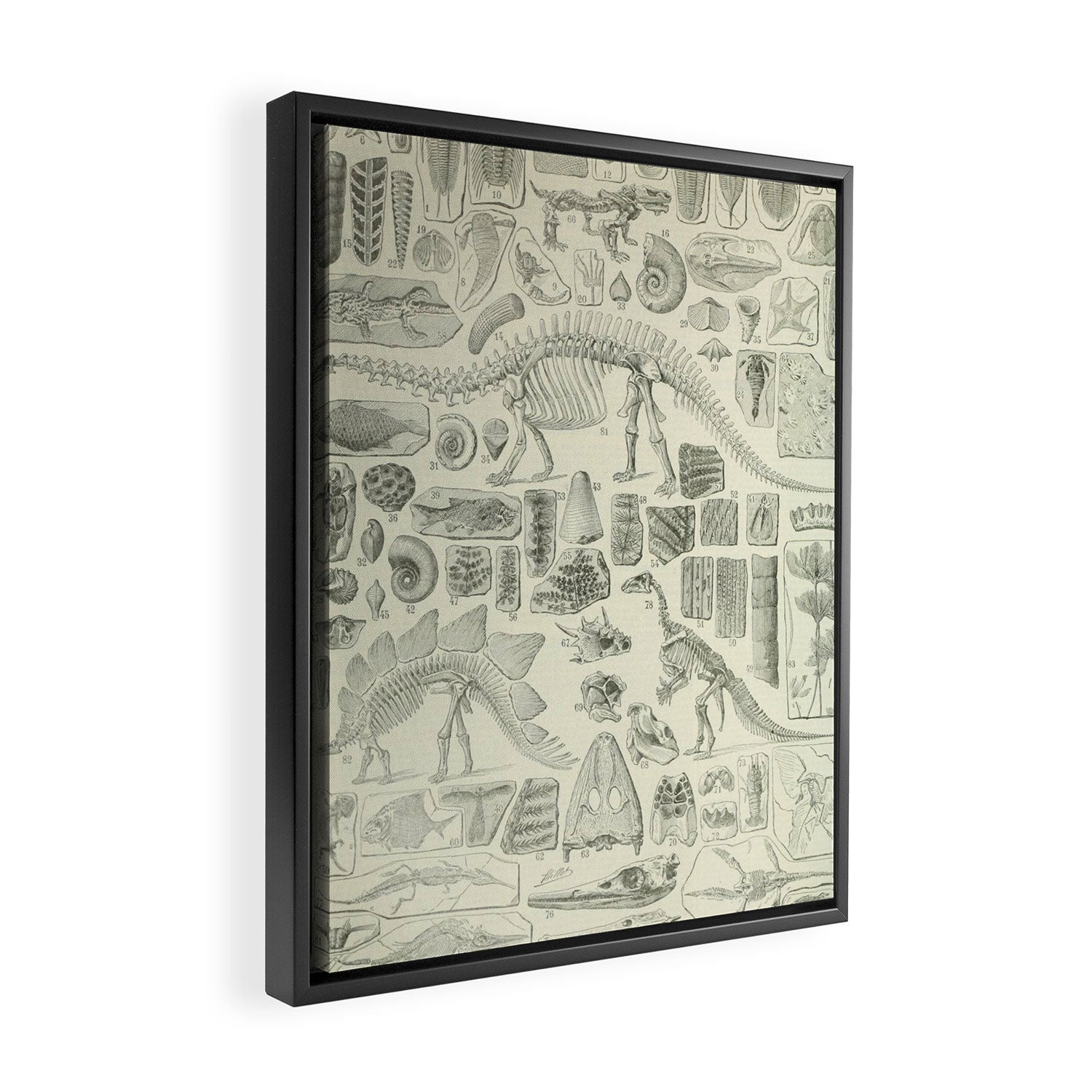 Fossil Chart Framed Canvas Print Gallery Image 2