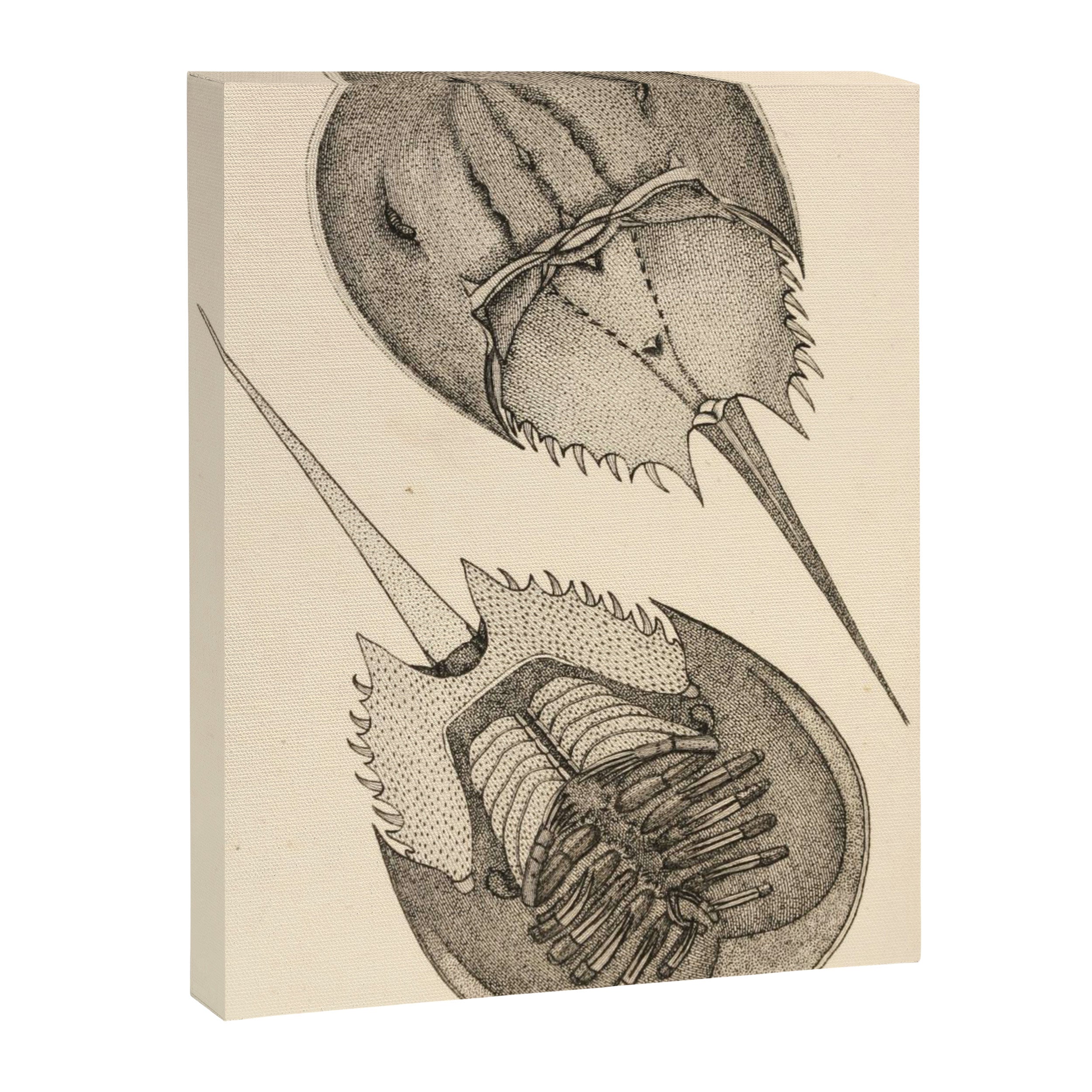 Horseshoe Crabs Canvas Print Gallery Image 6