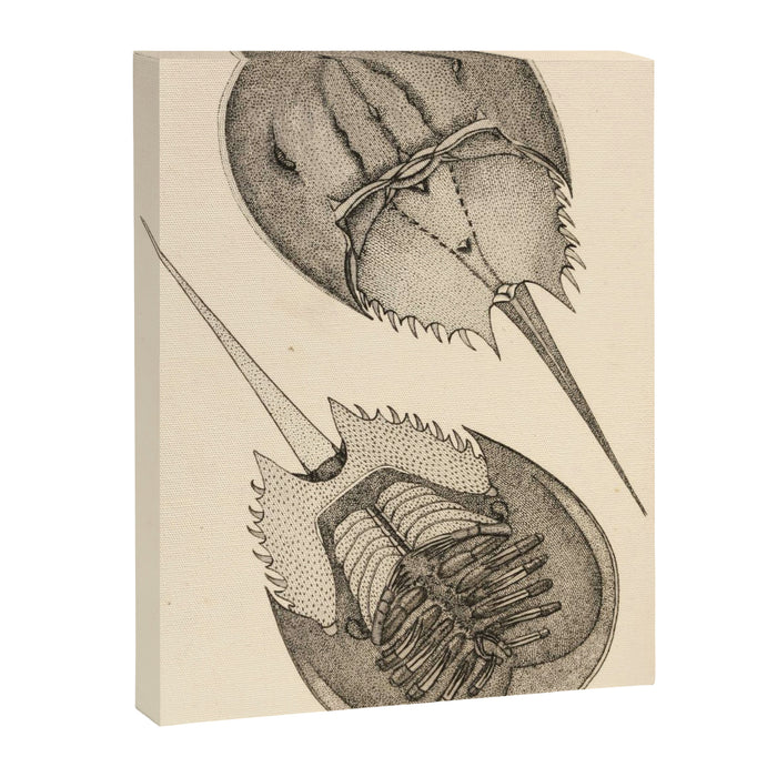 Horseshoe Crabs Canvas Print Gallery Image 1
