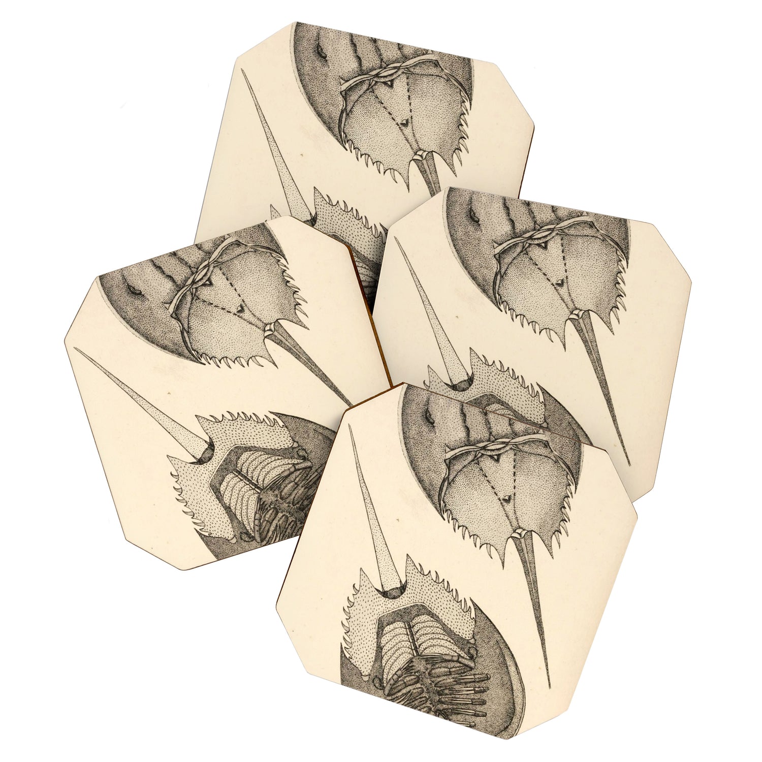 Horseshoe Crabs Coaster Gallery Image 1