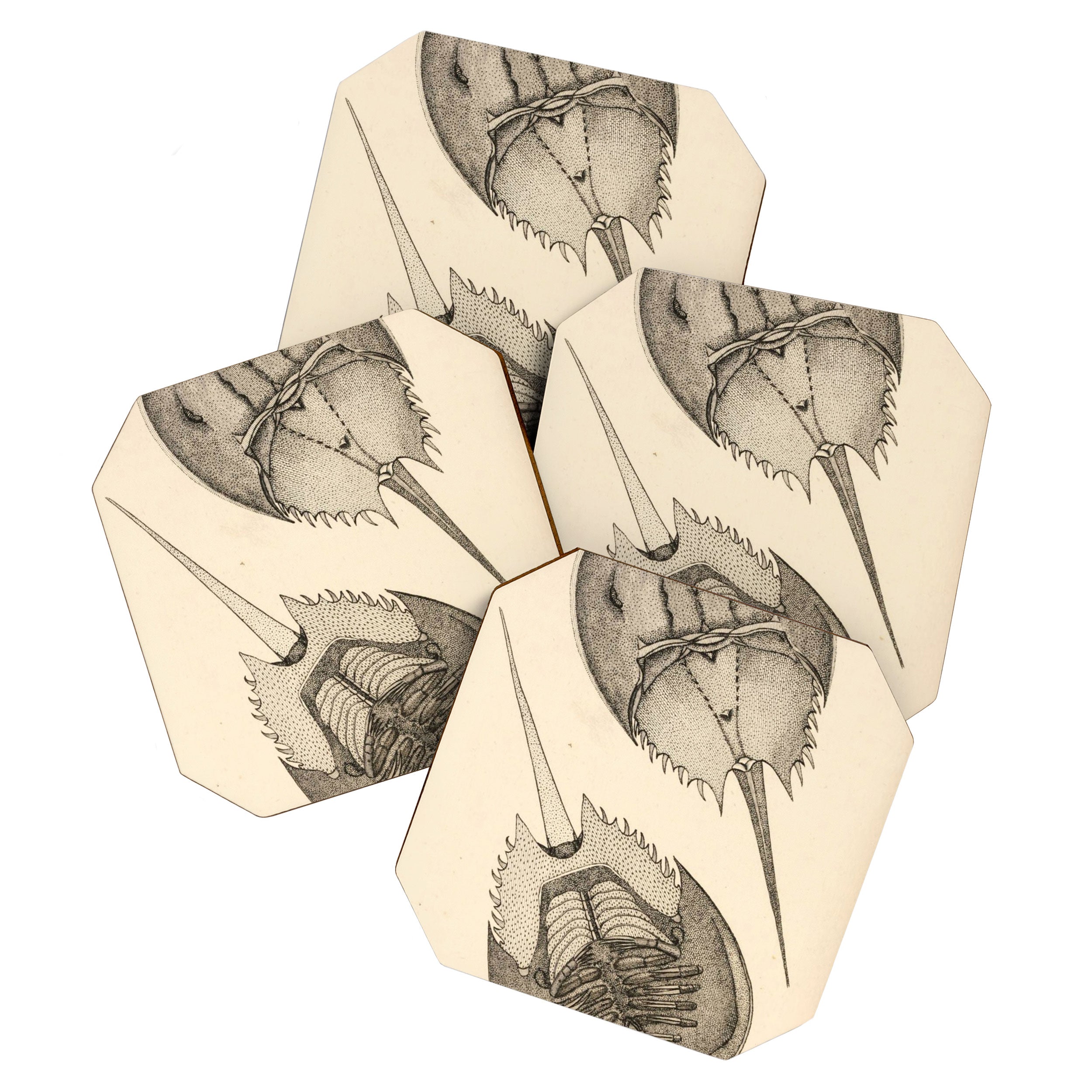 Horseshoe Crabs Coaster Gallery Image 1