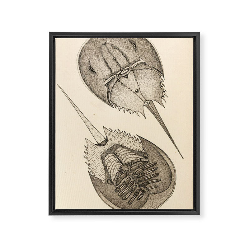 Horseshoe Crabs Framed Canvas Print Gallery Image 6
