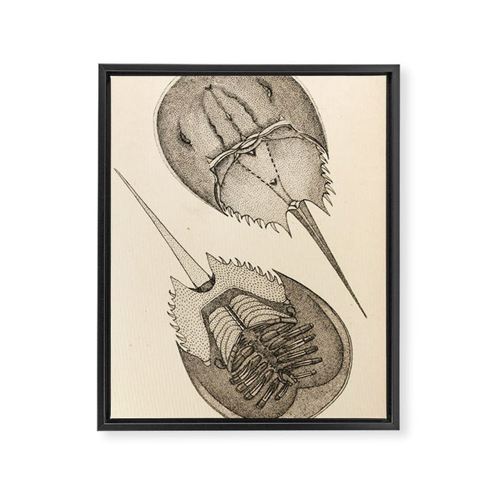 Horseshoe Crabs Framed Canvas Print Gallery Image 1