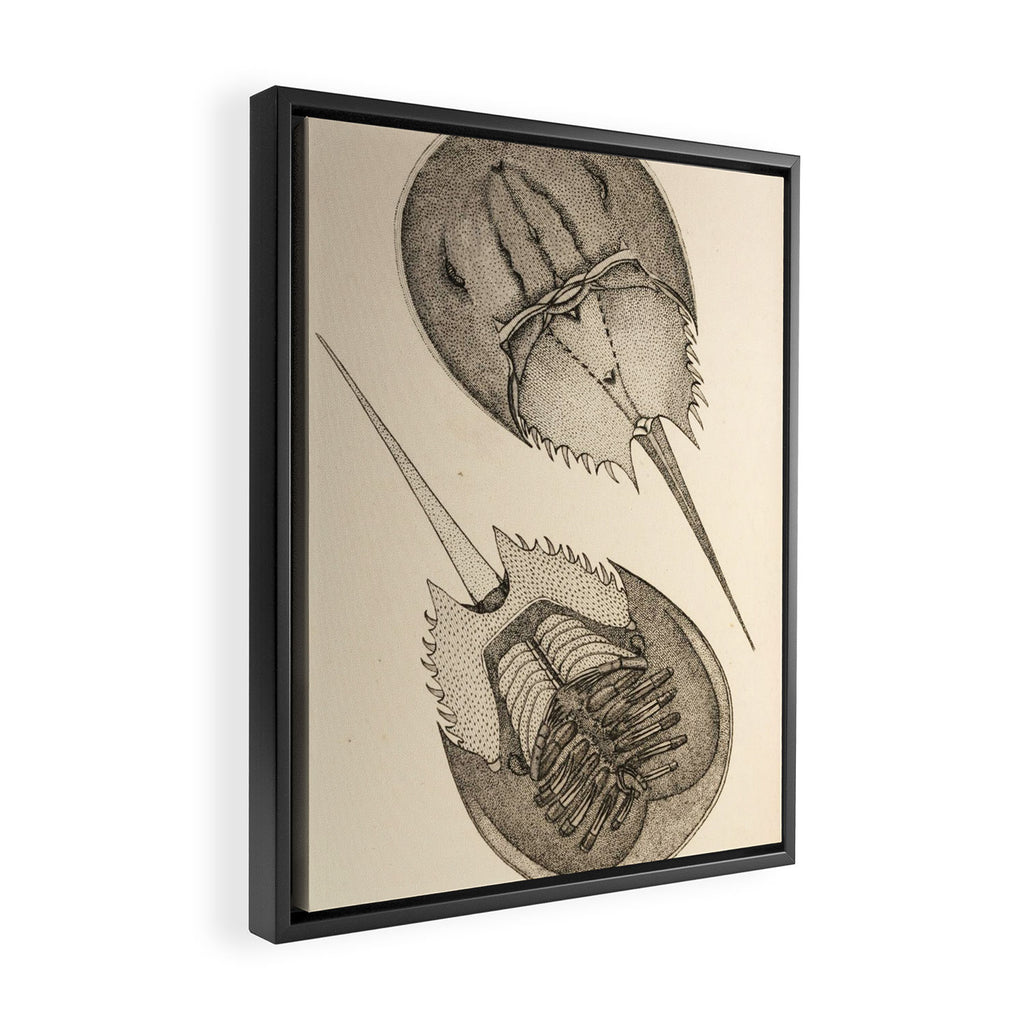 Horseshoe Crabs Framed Canvas Print Gallery Image 2