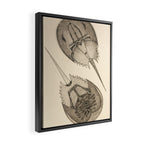 Horseshoe Crabs Framed Canvas Print Gallery Image 2