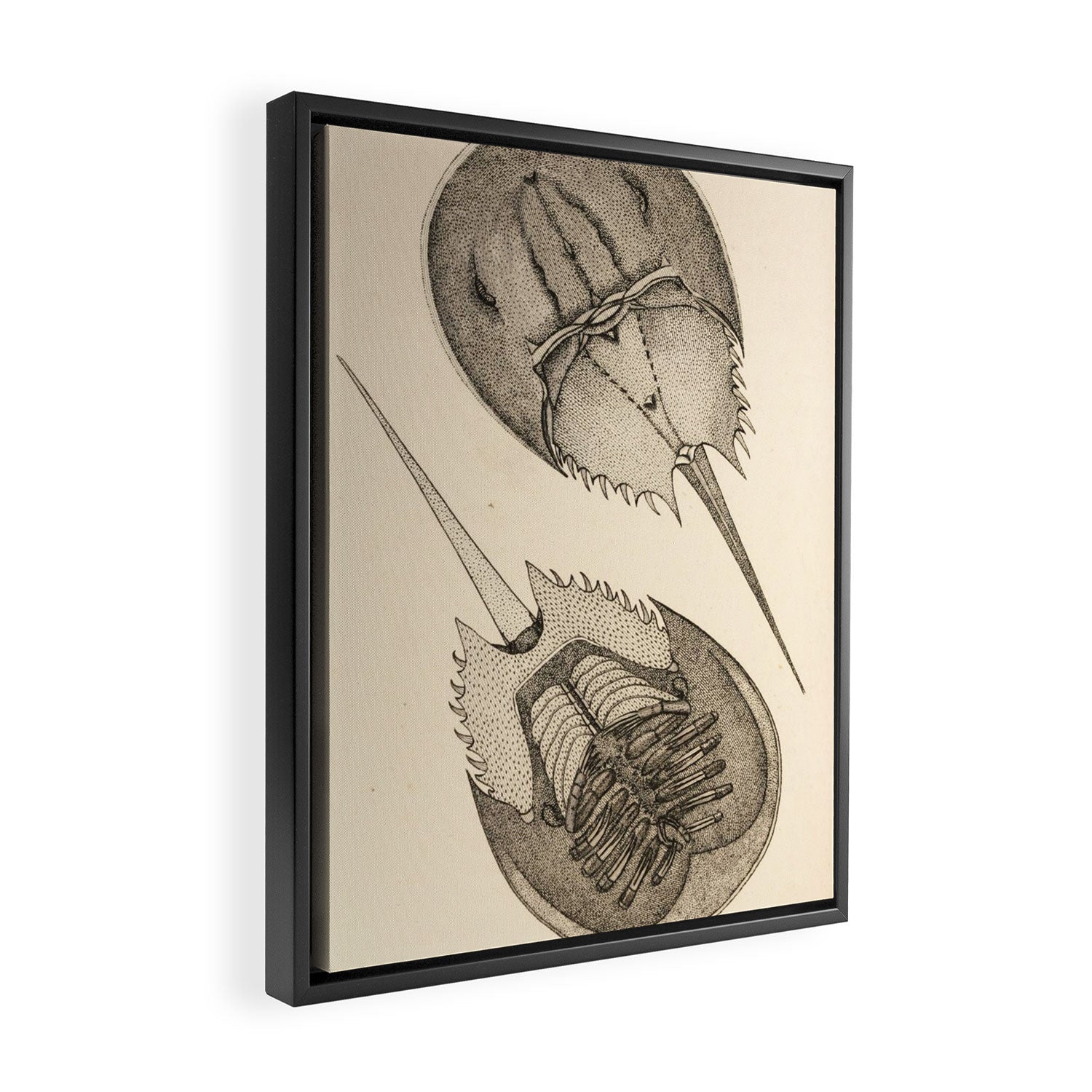 Horseshoe Crabs Framed Canvas Print Gallery Image 2