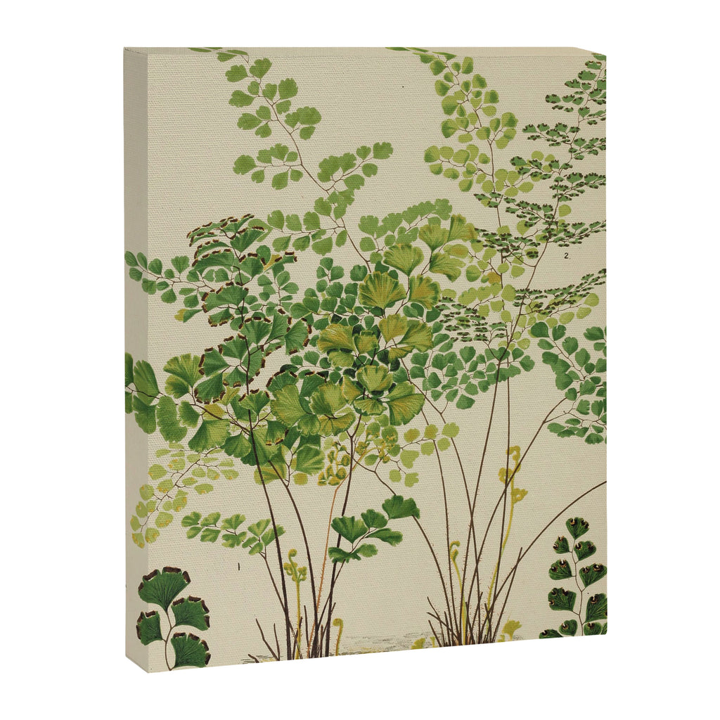 Maidenhair Ferns Canvas Print Gallery Image 6