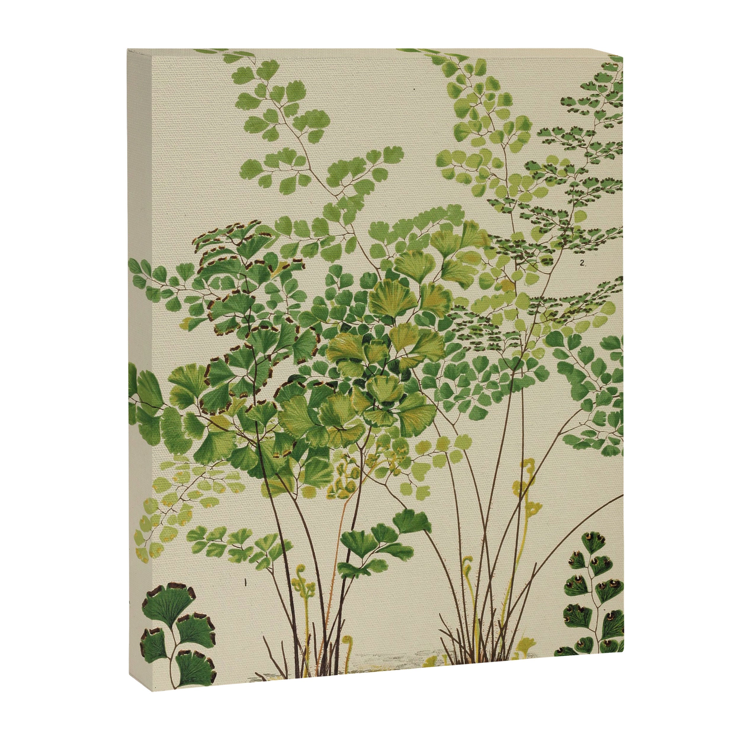 Maidenhair Ferns Canvas Print Gallery Image 6