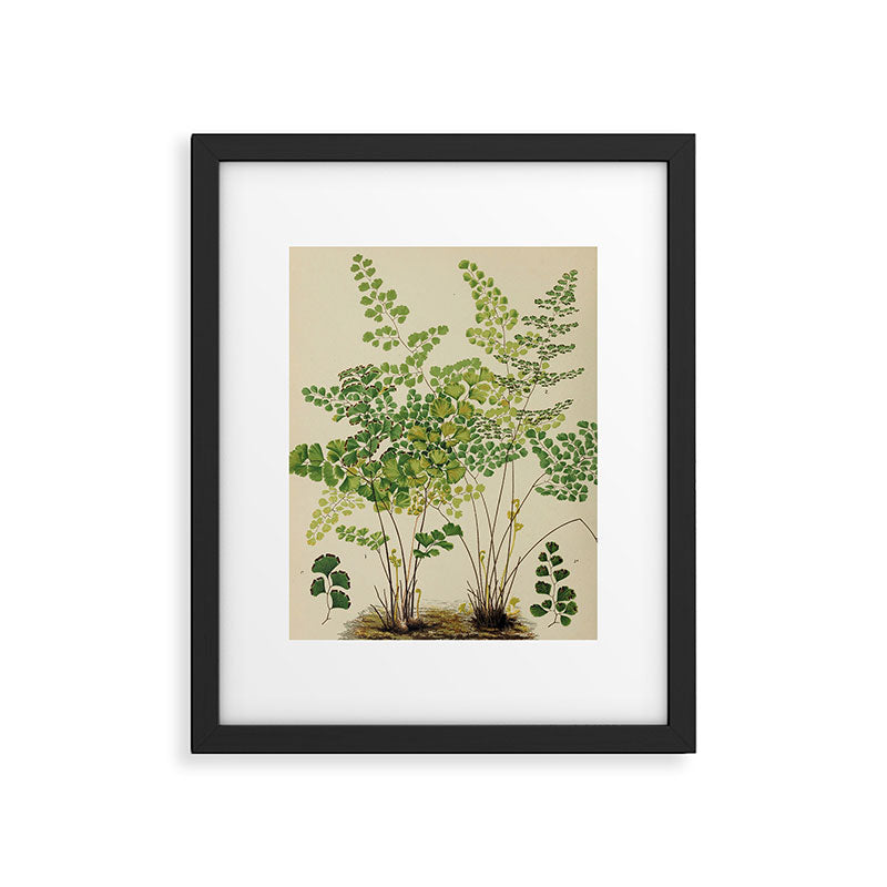 Maidenhair Ferns Framed Art Print Gallery Image 5