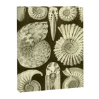 Naturalist Ammonites Canvas Print Gallery Image 6