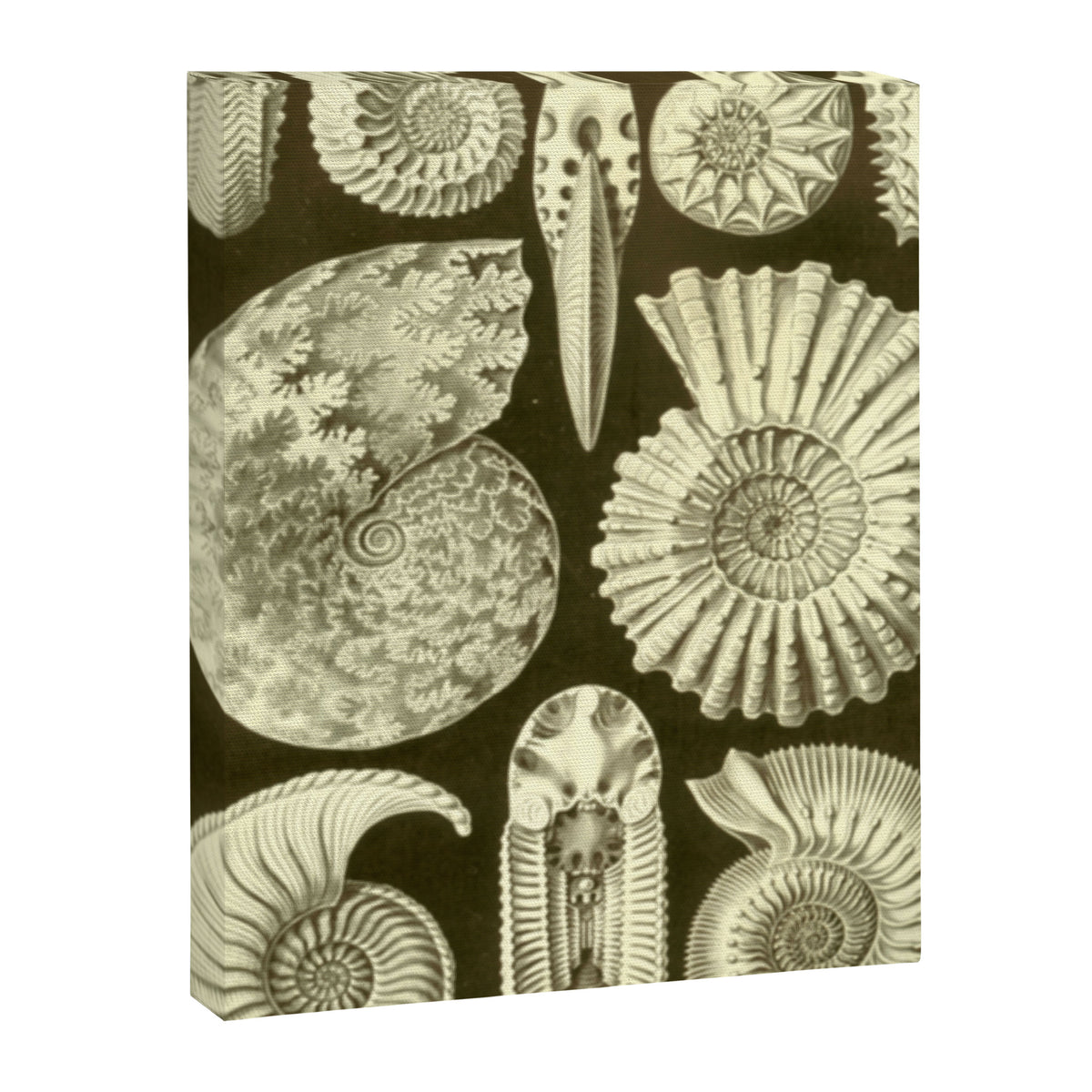 Naturalist Ammonites Canvas Print Gallery Image 6