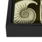 Naturalist Ammonites Framed Canvas Print Gallery Image 3