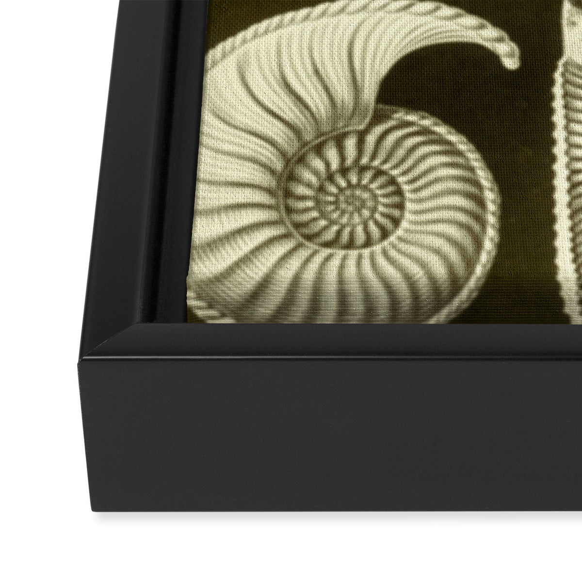 Naturalist Ammonites Framed Canvas Print Gallery Image 3