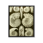 Naturalist Ammonites Framed Canvas Print Gallery Image 6