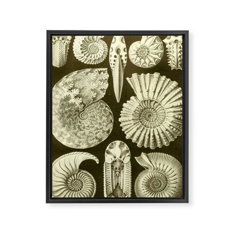 Naturalist Ammonites Framed Canvas Print Gallery Image 6