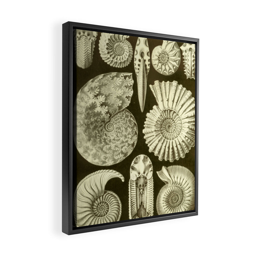 Naturalist Ammonites Framed Canvas Print Gallery Image 2