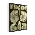 Naturalist Ammonites Framed Canvas Print Gallery Image 2