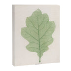 Oak Leaf Canvas Print Gallery Image 6