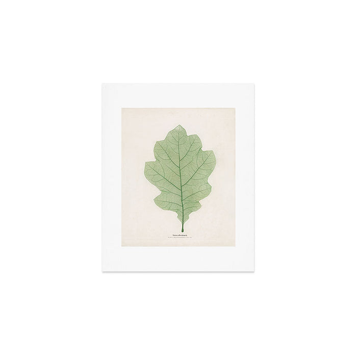 Oak Leaf Art Print Gallery Image 1