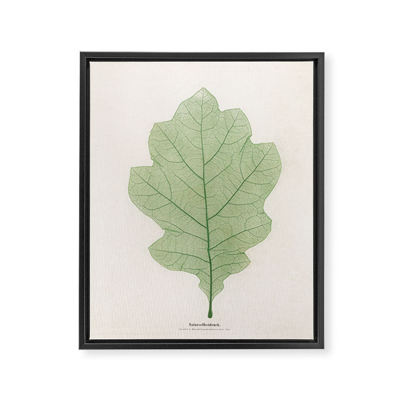 Oak Leaf Framed Canvas Print Gallery Image 6