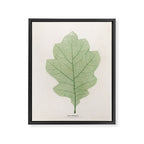 Oak Leaf Framed Canvas Print Gallery Image 6