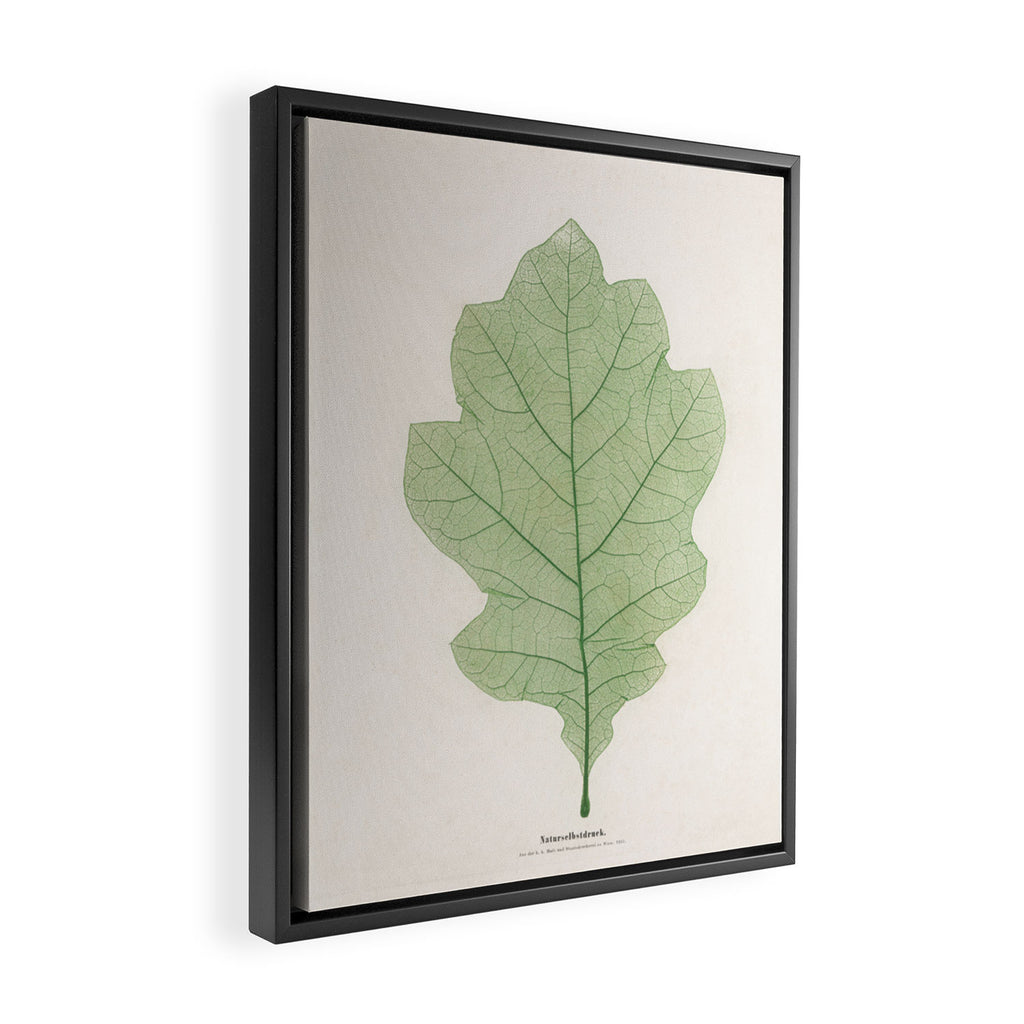 Oak Leaf Framed Canvas Print Gallery Image 2