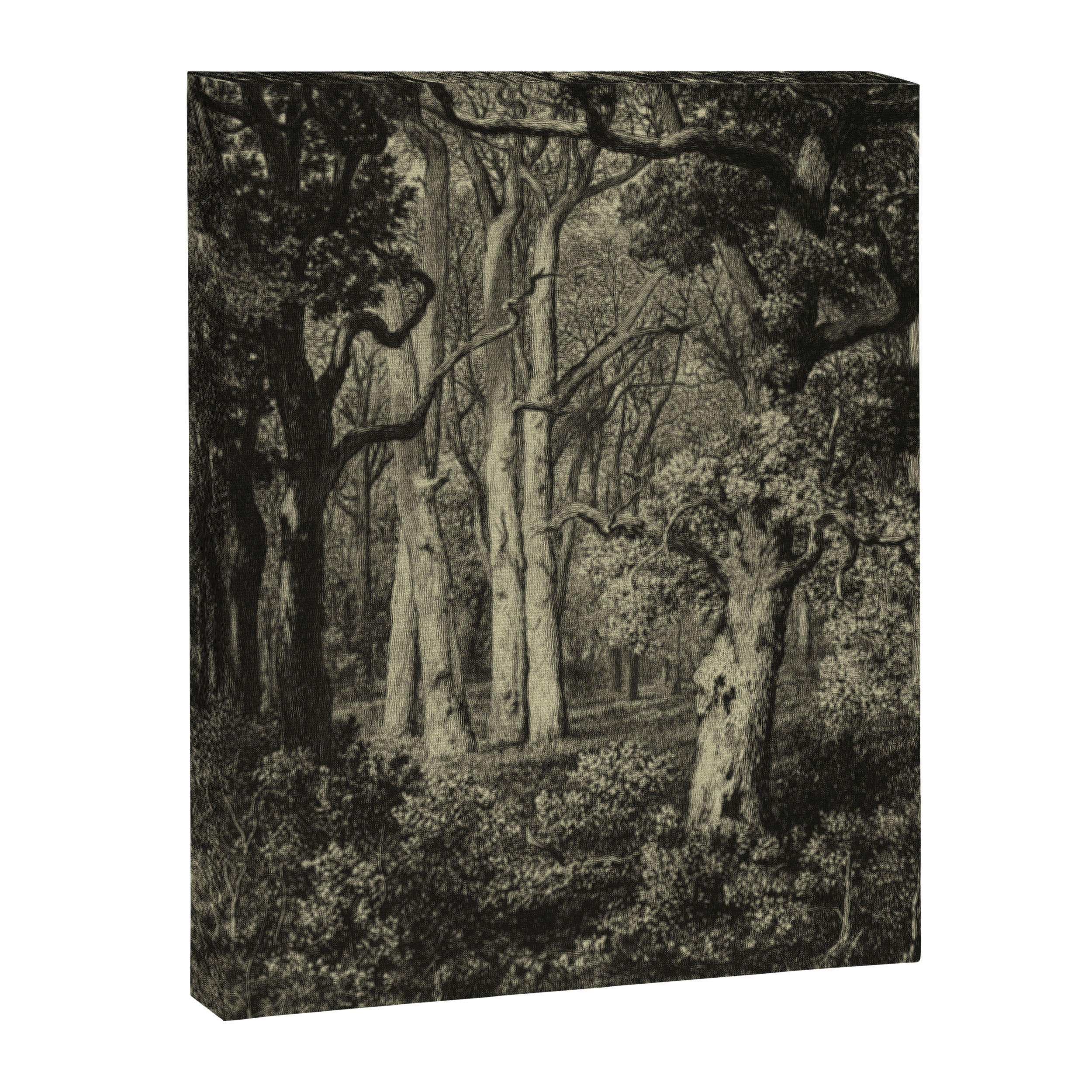 Old Oaks Canvas Print Gallery Image 6