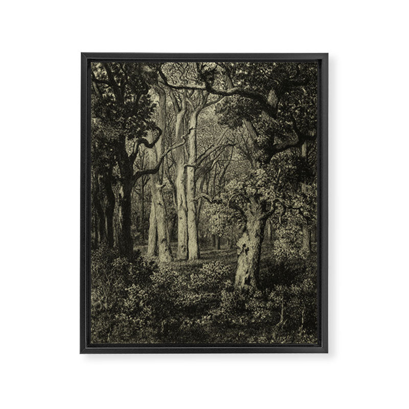 Old Oaks Framed Canvas Print Gallery Image 6