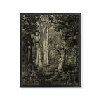 Old Oaks Framed Canvas Print Gallery Image 6
