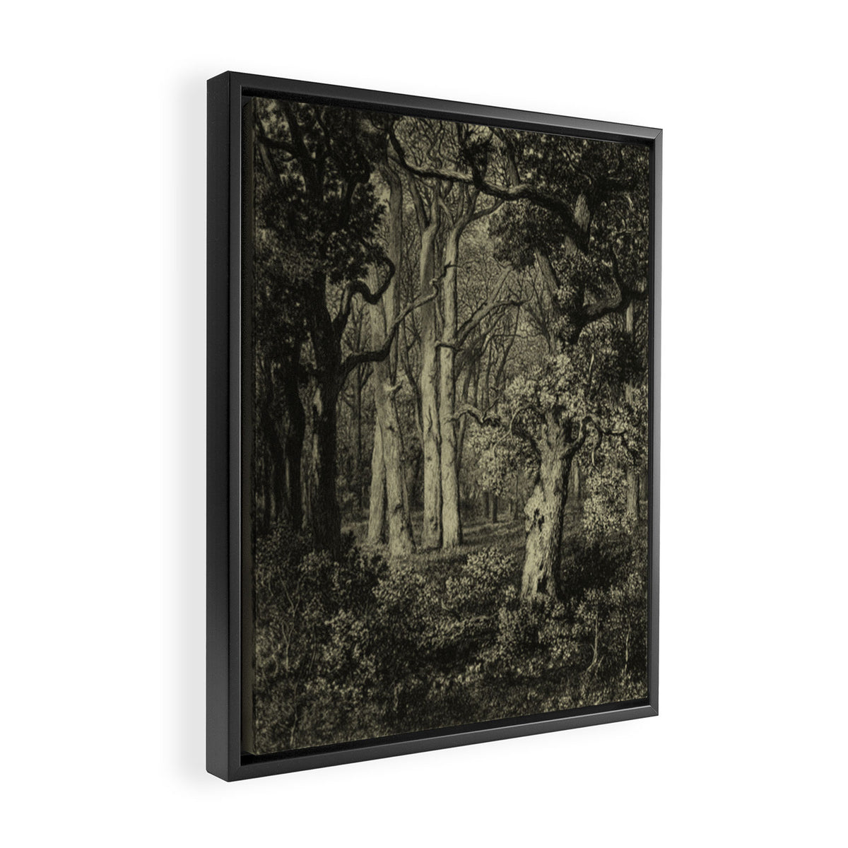 Old Oaks Framed Canvas Print Gallery Image 2