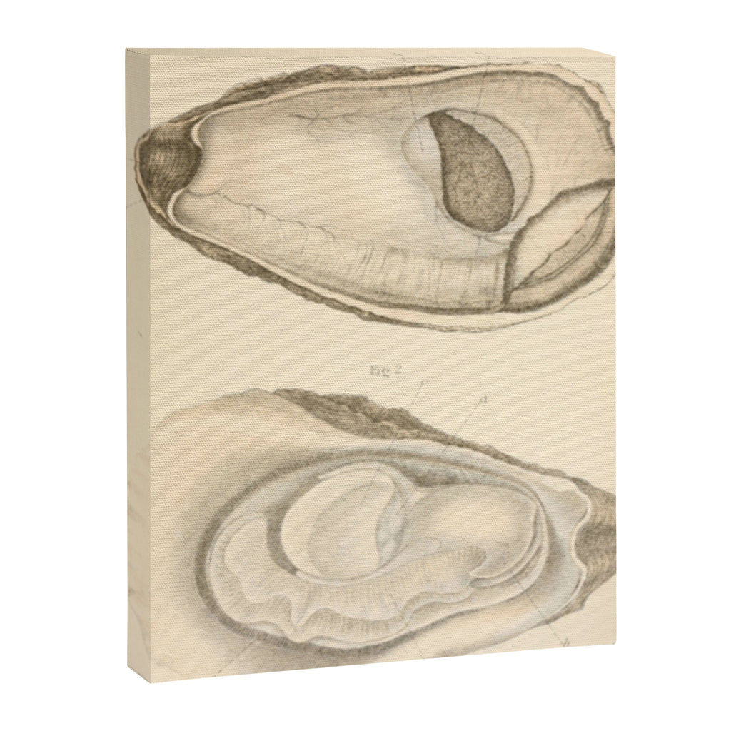 Oyster Anatomy Canvas Print Gallery Image 6