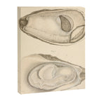 Oyster Anatomy Canvas Print Gallery Image 6