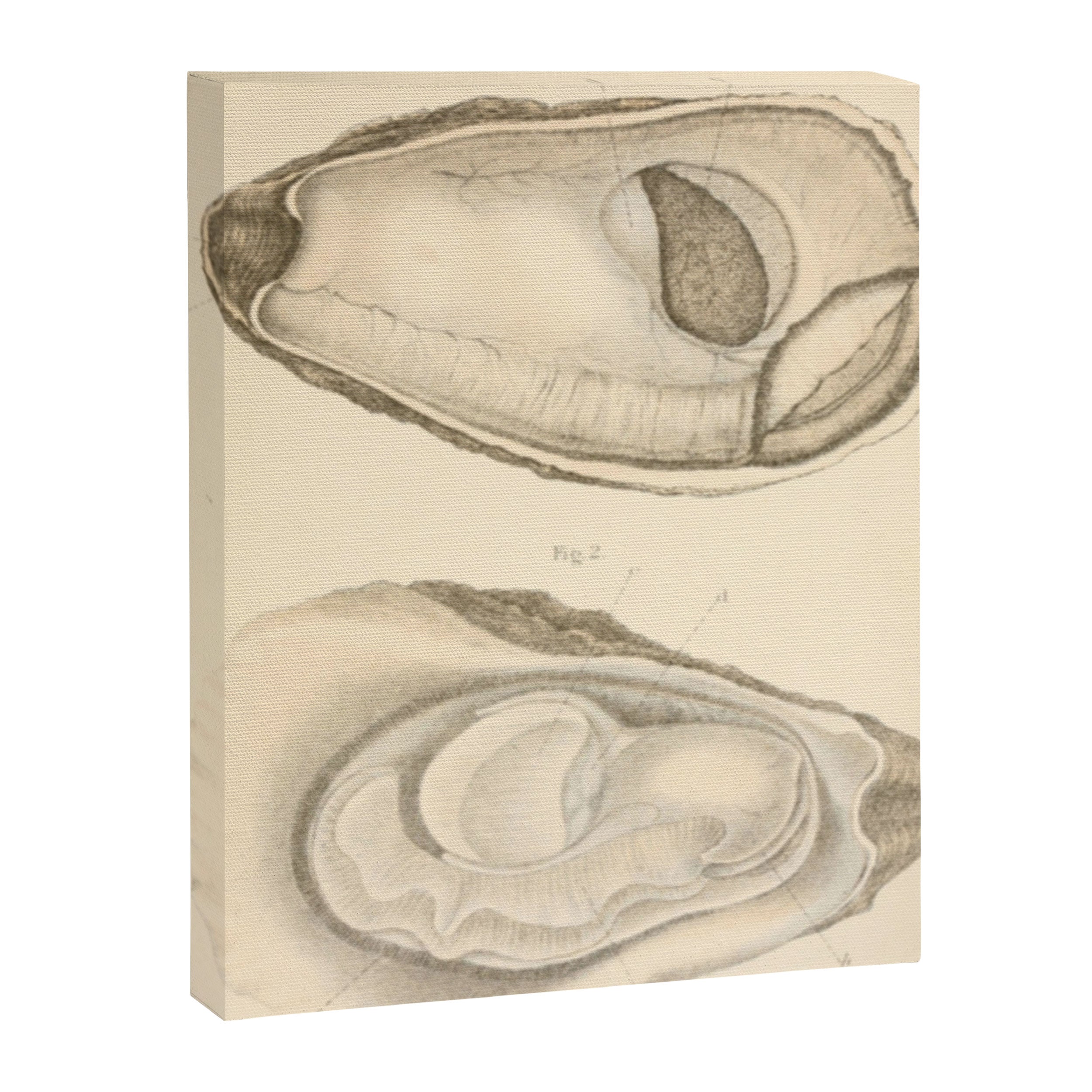 Oyster Anatomy Canvas Print Gallery Image 6