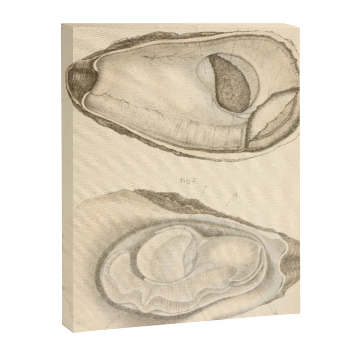 Oyster Anatomy Canvas Print Gallery Image 1