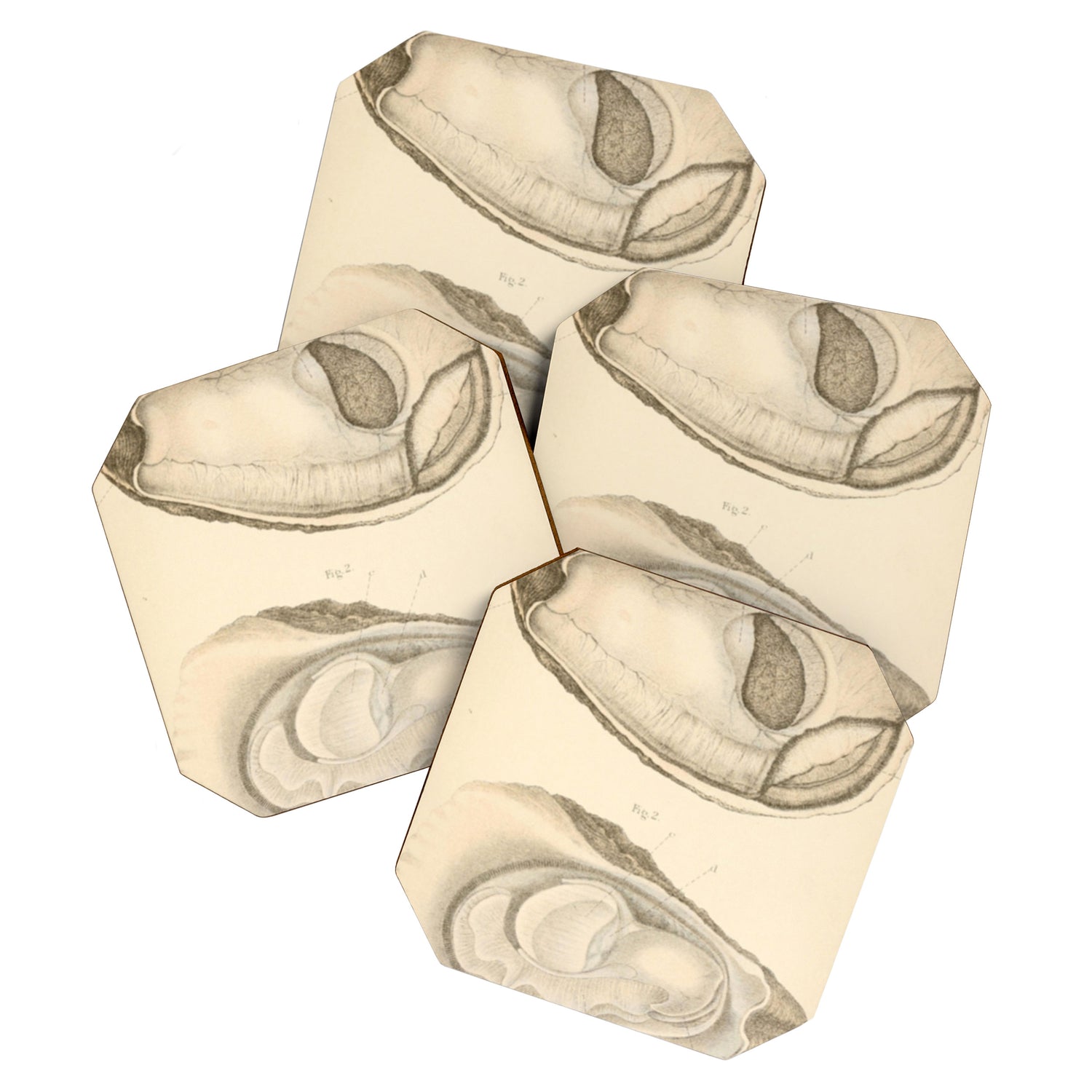 Oyster Anatomy Coaster Gallery Image 1
