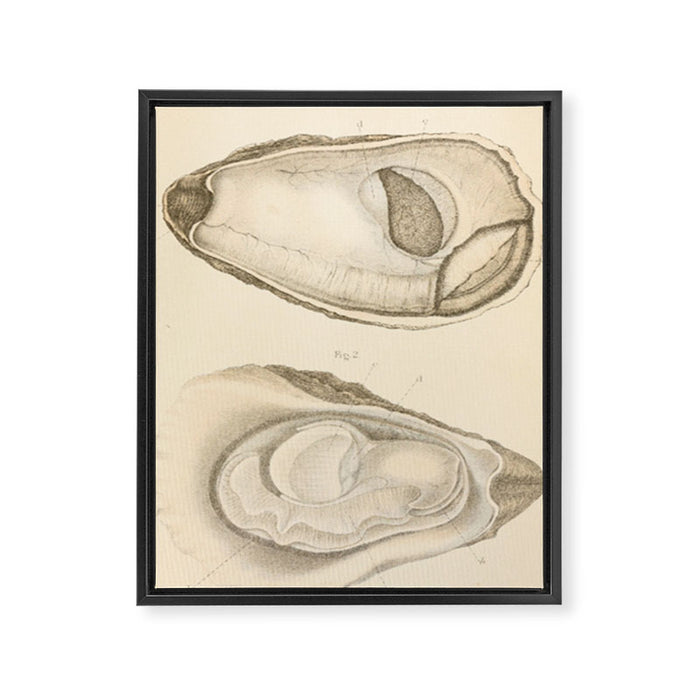 Oyster Anatomy Framed Canvas Print Gallery Image 1