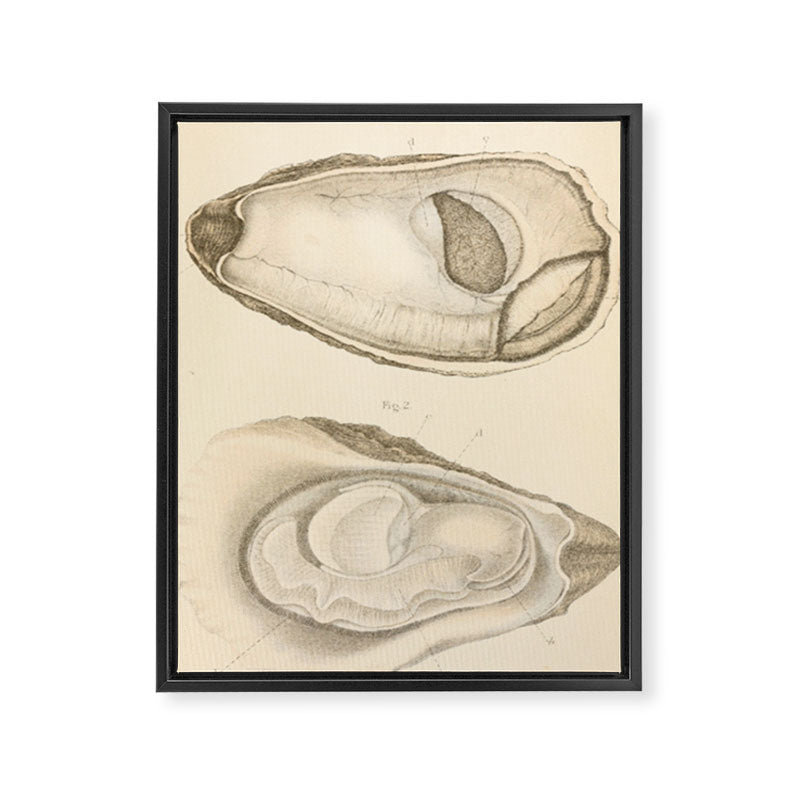 Oyster Anatomy Framed Canvas Print Gallery Image 6